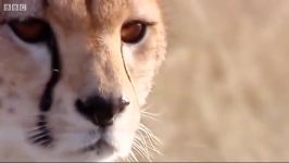 دنیای حیوانات  شکار غزال توسط یوزپلنگ  Cheetah hunting gazelle