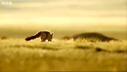 دنیای حیوانات  کایوت ها شکارچیان آمریکای شمالی  Coyote predators