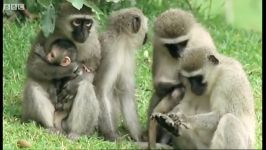 دنیای حیوانات  بازی کردن بچه میمون دوست داشتنی  Cute baby monkeys at play