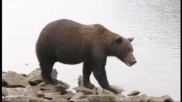 دنیای حیوانات  فیلمبرداری خرس گریزلی غول پیکر  Lights camera grizzly bear