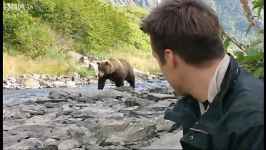 دنیای حیوانات  شکار ماهی توسط خرس گریزلی  Grizzly bear salmon fishing