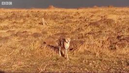 شیر وحشی ترین شکارچی گربه های بزرگ  Lion hunts wildebeest Big Cat