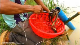 تله مار  20 تا 20 تا مار رودخانه ایی بگیر Catch A Lot Of Snake Fish  ا HD