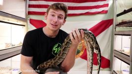 پسر دیوانه  غذادادن وحشتناک به مار  2019 KING COBRA EATS PYTHON  ا FULL HD