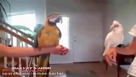 رقص زیبای طوطی کاکادو چشم لخت وتلاش طوطی آرا برای تقلید