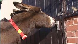 دنیای حیوانات  الاغ آرتیست  Donkey Escape Artist