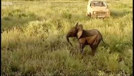 دنیای حیوانات  نجات اورژانسی بچه فیل  Baby calf emergency rescue Elephant