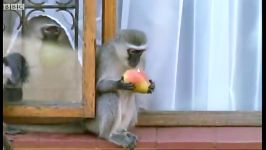 دنیای حیوانات  ترفند جالب میمون بازیگوش  Breaking and entering Cheeky Monkey