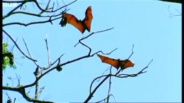 دنیای حیوانات  خفاش های میوه خوار  Mating fruit bats Wild Indonesia