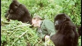 دنیای حیوانات  بازی دیوید بچه گوریل  David plays with cute baby gorillas