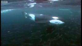 دنیای حیوانات  ماهیگیری نهنگ قاتل  Killer whale goes fishing