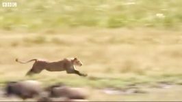 شیرها بزرگ ترین گربه های شکارچی  Lioness hunting wildebeest Big Cat