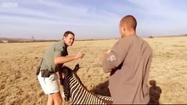 دنیای حیوانات  ماموریت آفریقا ردیابی گورخر  Mission Africa Zebra Tracking