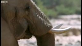 دنیای حیوانات  آموزش بچه فیل توسط مادر  Elephant Babies Learn To Drink