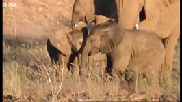 دیدار بچه فیل ها در بیابان  Meet the elephant calves of Namib Desert