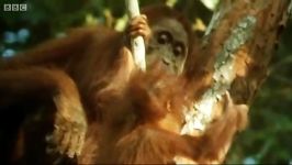 دنیای حیوانات  خطر انقراض اورانگوتان ها  Threat of Orangutan extinction