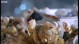 دنیای حیوانات  استتار عجیب غریب خرچنگ ها  Crab camouflage Weird Nature