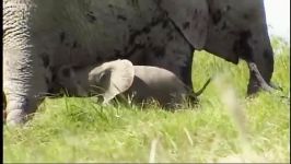 گیر افتادن بچه فیل گران قیمت در گل لای  Precious Baby Elephant Stuck In Mud