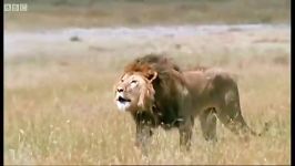 دنیای حیوانات  زندگی شیرها  Lioness Strike Parenting Lions