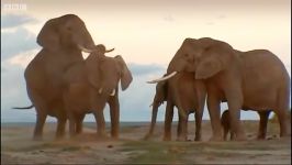 دنیای حیوانات  طبیعت ویژه برای بچه فیل  Elephant calf Wildlife Specials