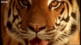 دنیای حیوانات  نبردی برای نجات دادن یک ببر  The Battle to Save the Tiger