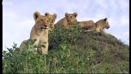 دنیای حیوانات  زندگی شیرها درس هایی برای شکار  Hunting Lesson Lions