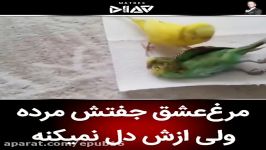 مرغ عشق جفتش مرده ولی ازش دل نمیکنه