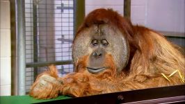 اورانگوتانی 72 کلمه را بلد است  Orangutan understands 72 words