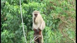 دنیای حیوانات  تلاش میمون نر برای پیوستن به گروه جدید  Male monkey