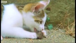 دنیای حیوانات  گربه های دوست داشتنی قاتل  Cute Killer Kittens