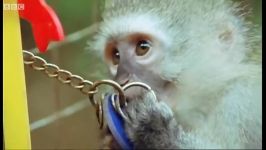دنیای حیوانات  میمون زخمی بچه های یتیم  Wounded Monkey and Baby orphans