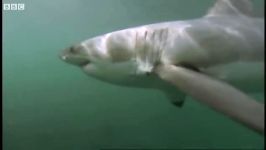 دنیای حیوانات  حمله بزرگ کوسه سفید شکارچی  Great White Shark ATTACK Predators