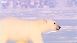 دنیای حیوانات  جستجو برای پیدا کردن خرس قطبی  The Search for Polar Bears