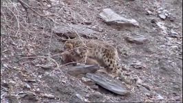 دنیای حیوانات  گربه سان بزرگ قاتل وحشی  A big cat wild kill