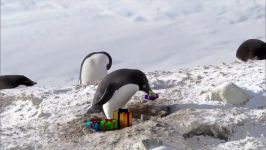 جریمه پنگوئن گناهکار در کریسمس  Criminal penguin strikes at Christmas