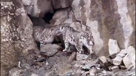 دنیای حیوانات  مادر توله پلنگ برفی شگفت انگیز  Mother and cub snow leopard