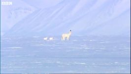 دنیای حیوانات  خرس های قطبی مادر توله خرس ها  Mothers and Cubs Polar Bears