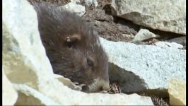 دنیای حیوانات  خواب زمستانی بیدار شوید  Waking up from Hibernation