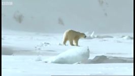 دنیای حیوانات  شکار فوک توسط خرس قطبی باردار  Pregnant Polar Bear hunts seals