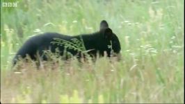 دنیای حیوانات  زندگی خرس های سیاه در جلگه  Exposed on the Flats Big Bears