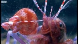 دنیای حیوانات  میگو آب را گرم می کند  Pistol Shrimp Superheats Water