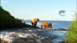 دنیای حیوانات  شکار ماهی توسط خرس قهوه ای  Teddy Bears Fish Picnic