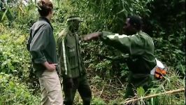 دنیای حیوانات  نابود کردن تله ها توسط گوریل  Destroying Snares Gorillas