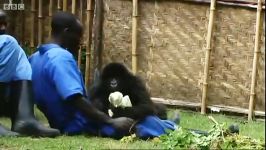 دنیای حیوانات  بچه گوریل کوهستان  Baby Mountain Gorilla