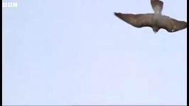 دنیای حیوانات  مبارزه کبوتر شاهین تیز پرواز  Pigeon vs Peregrine Falcon