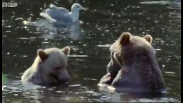 دنیای حیوانات  شکار ماهی بزرگ توسط توله خرس  Grizzly cubs catching salmon