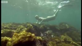 دنیای حیوانات  غواصی کردن ایگوانا  Sneezing free diving Iguanas