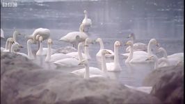 دنیای حیوانات  قوهای بسیار زیبا در بهار گرم  Hot Spring and Swans in Japan