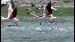 دنیای حیوانات  فرار بزرگ فلامینگو  The Great Flamingo Escape