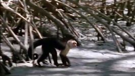 دنیای حیوانات  میمون های کاپوچین در کاراییب  Capuchin Monkeys Wild Caribbean